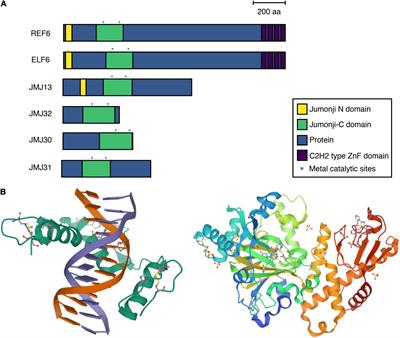 Removal of H3K27me3 by JMJ Proteins Controls Plant Development and Environmental Responses in Arabidopsis